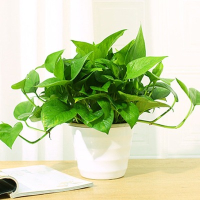 wholesale Scindapsus Potted plant indoor Green plant Garland water uptake a living room Chlorophytum Big tub On behalf of wholesale Cross border Electricity supplier