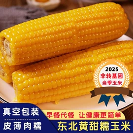 玉米