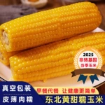 东北黄糯玉米棒粘苞米真空包装软糯香甜黏非即食现摘早餐甜糯玉米