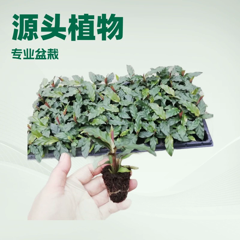 Производитель источника поставляет листья в помещении, вечнозеленые растения, волнистое сердце на фиолетовой основе, стрела, ландшафтный дизайн, цветочные саженцы оптом
