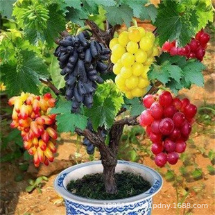 ����ꖹ�õ�����������lζ����ţ�����ј��ϱ������Ե��Ԯ�����