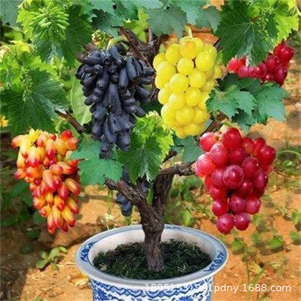 藤念阳光玫瑰葡萄苗批发味道香牛奶葡萄树南北方盆栽地栽当年挂果