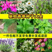 驱蚊草种子 草花种籽阳台盆栽庭院除虫菊艾草四季播驱蚊植物组合