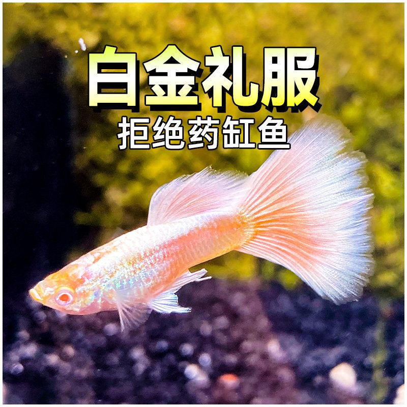 White Gold Dress Guppy Fish with Ribbon-Like Large Tails, Pregnant Female Fish about to Give Birth, Aquatic Plant Tank, Purebred Tropical Fish White Gold Dress Guppy Fish with Ribbon-Like Large Tails, Pregnant Female Fish about to Give Birth, Aquatic Plant Tank, Purebred Tropical Fish