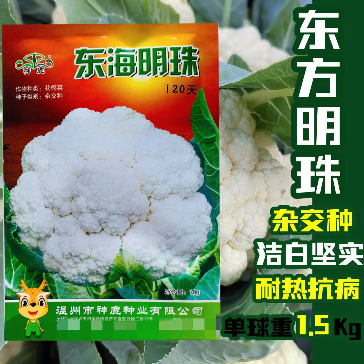 耐寒高品质结实重叠 菜花雪白紧密 好吃美味东方明珠花菜子