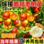 特大庭院嫁接地栽树苗