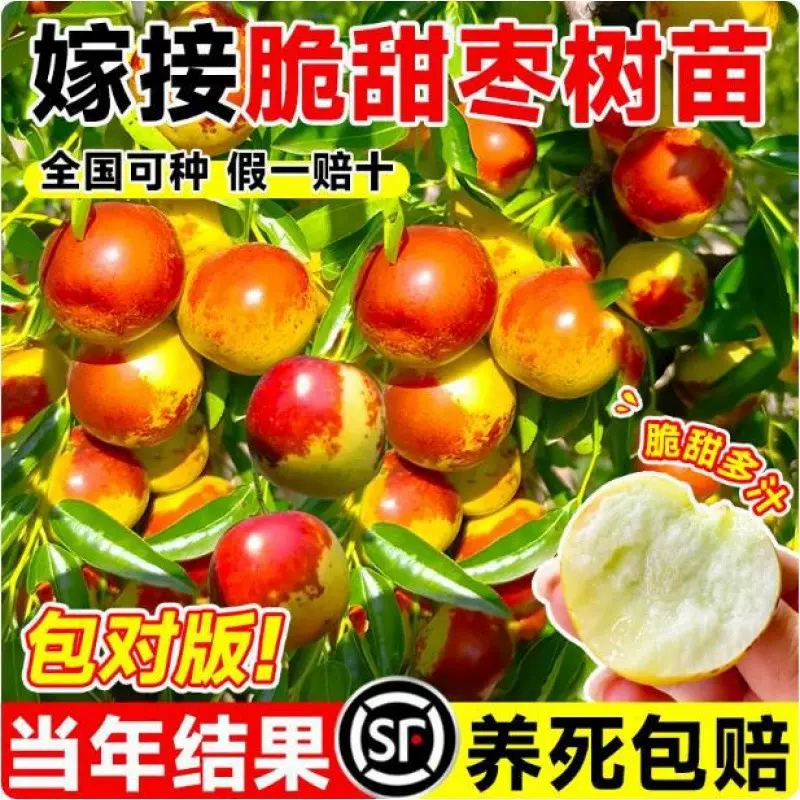 葫芦枣树活苗南北方庭院地栽特大果树盆地栽嫁接枣子树苗当年结果