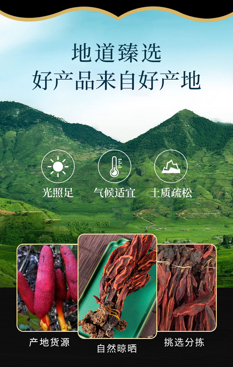 Hui Chun Cao (Boschniakia rossica) — Dried Whole Herb, Food-Herb Botanical for Tea & Wine Soaks overview