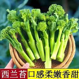 西兰苔种子 种籽西兰花种籽苗芥蓝芥兰菜四季菜苔蔬菜孑菜心苔菜