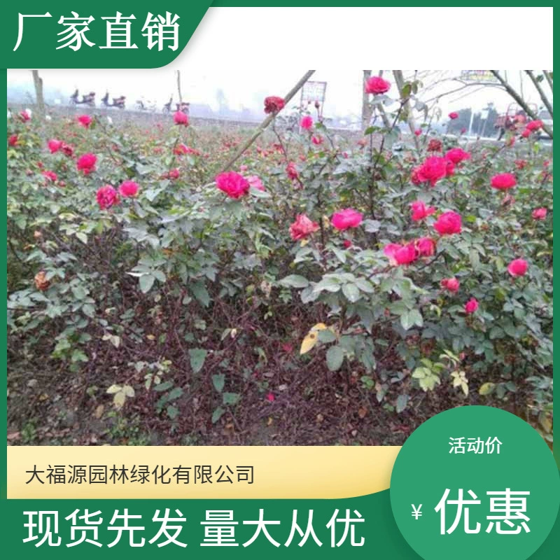 Большое количество оптовых сортов розы Angela Роза розы оптом лозы розы Европейская Роза