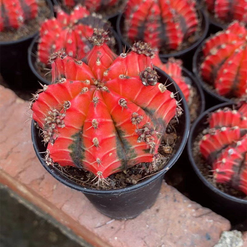 大仙人球コレクション、鉢植えの開花仙人掌、多肉植物、星兜瑞昌玉、玉龍鳳玉、玉翁|undefined