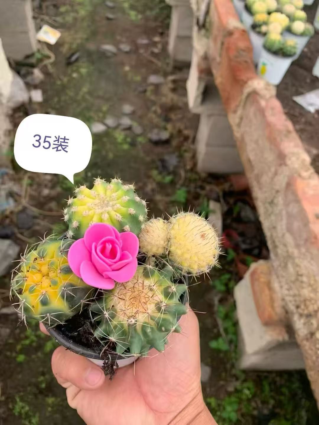 Cactus combinación de vidrio cerámico base de guangzhou venta directa factura boleto especial soporte de cotización de tres partes fábrica directa