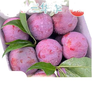 ���r���A��F؛�t�������ЋD���𮔼��t�İl�����l�ķ�֮һ����
