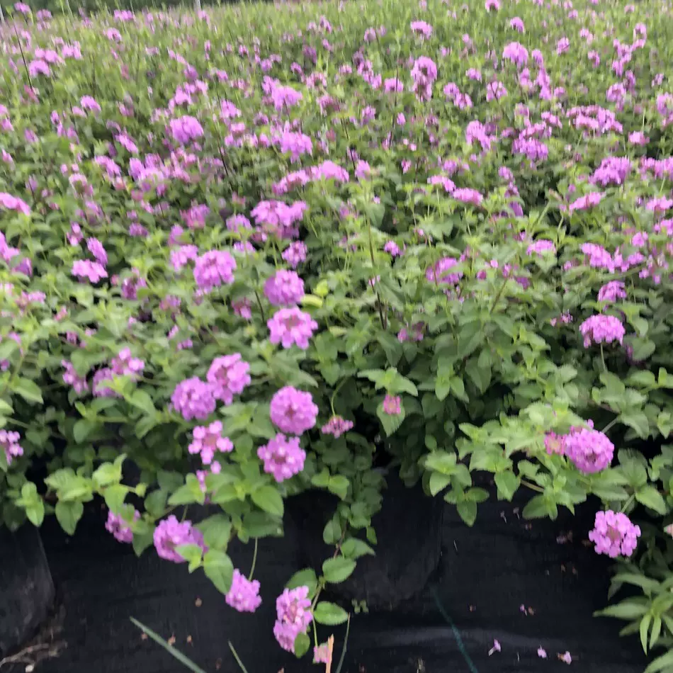 马缨丹2加仑 花境组合观赏草 地被植物 成都园林绿化工程苗木