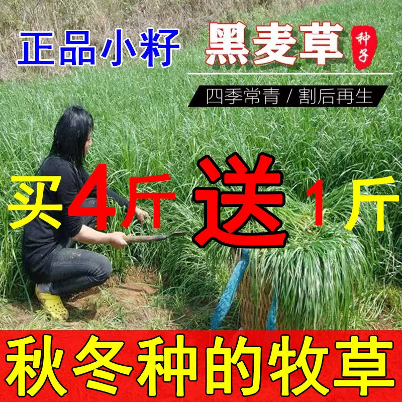 Осенние и зимние многолетние семена ржаной травы четыре сезона овец, свинья, курица, утка, гусиная рыба, высокоурожайные, холодостойкие семена корма