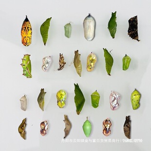 �����Ӽ���w�ɷ�����Y���w��ͯ�Y����B�^��С���x�����J��