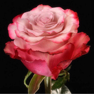 һ�����l���۝{���s�������¼������绨õ����̨ͥԺ���㻨��