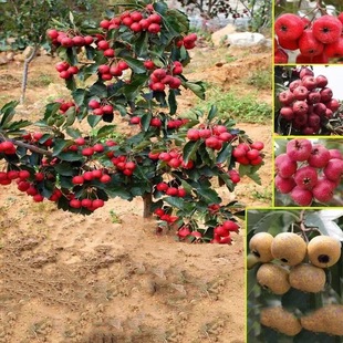 ɽ高�����������t��ɽ����Ϸ������Nֲ���Ե���ɽ髼޽ӹ���