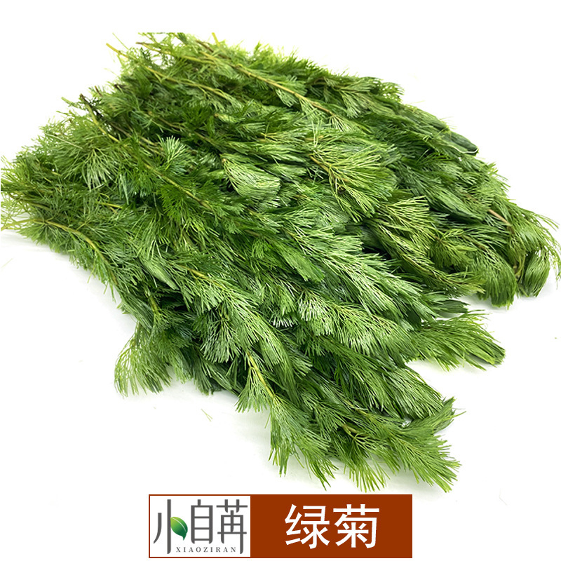 Green Chrysanthemum Aquatic Plants Live Wholesale Fish Tank Landscaping Real Aquatic Plants Decoration Aquarium Ornamental Background Grass Stems in Bulk