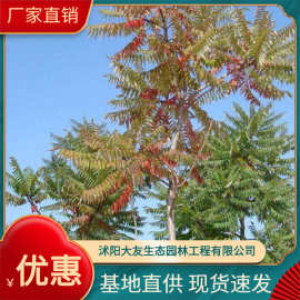 供应各种植物 种苗 基地直销  火炬树树苗乔木规格齐全