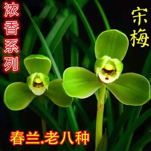 ���m��÷�������m���҃Ȱ��N��Ʒ�׸ߙn�����l؛���]��ȫ
