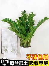 金钱树盆栽室内植物大型客厅好养招财绿植摇钱串子小发财树盆景