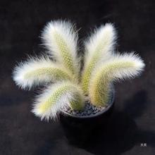 ��β�� ��β�� ����ֲ�� �҃����Ի� �̨�ܻ��Gֲ ֲ���Ϙ�