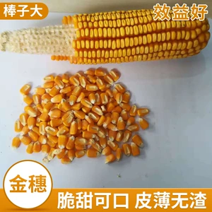 Оптовая кукуруза Хорошие породы, шибин, 9 живых стеблей зрелые сельскохозяйственные семена кукурузы