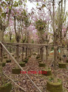 ��ľ��������~��ľ���~���G�G�����G�m���������~��ľ���۾��d��