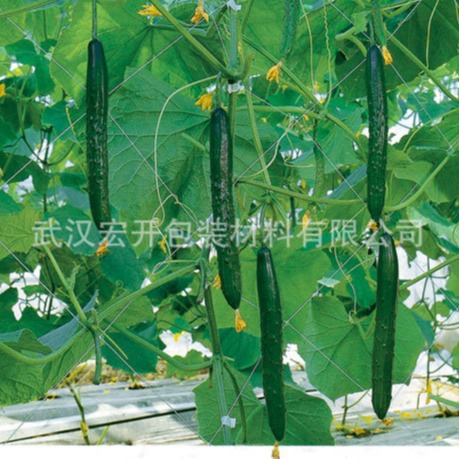 爬藤网挤出成型用于藤蔓植物有利作物生长厂家直销报名