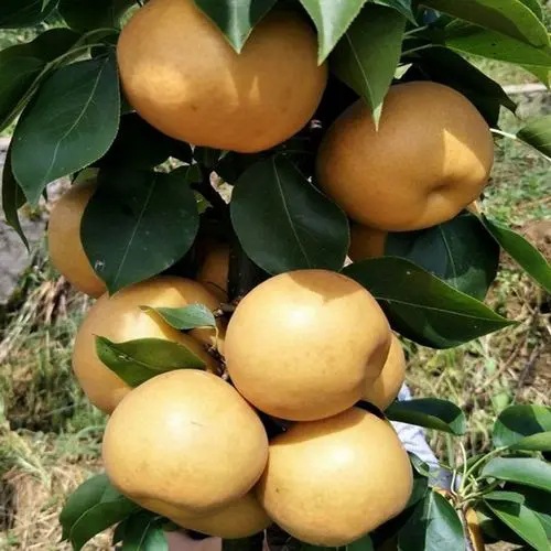 梨树果苗嫁接苗秋月梨翠冠梨丰水梨子树苖盆栽地栽当年结果梨树苗