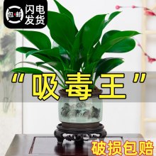 金钻盆栽植物绿萝箩水培小绿植万年青花卉多肉办公室内去吸甲醛