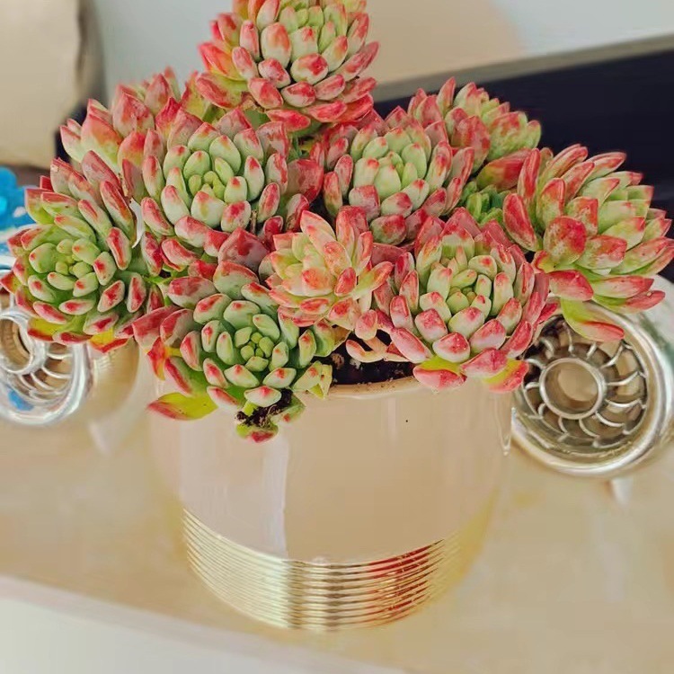 2abb6e7b-d04f-4f87-aa80-aaffd2d2109b.jpe