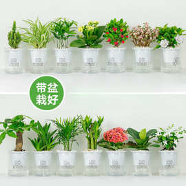 绿植盆栽花卉室内好养发财树办公室文竹栀子花绿萝水培小植物时尚