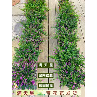 满天星盆栽满天星花苗大苗室内阳台带花苞多季开花卉植物花镜植物