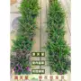 植物盆栽满天星花卉花苗