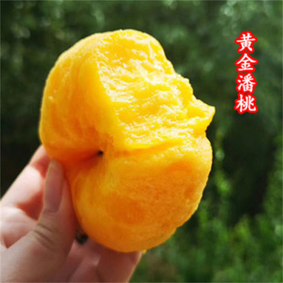 �Ҙ����޽��Ҙ���ˮ���Ҙ����S�Ҙ��箔��Y���Ϸ������Nֲ����
