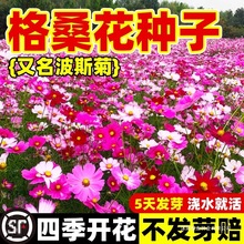 格桑花花种籽子波斯菊花太阳花种孑野花组合草坪四季播种开花种子