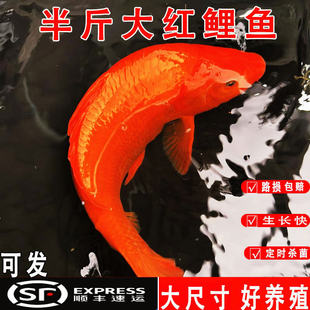 �t���~�絾���~���~�׻����ʳ�õ�ˮ�Bֳ�^�p�~���d���t���~��