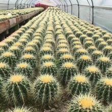 超大金琥仙人球多肉植物仙人掌花卉室内防辐射净化空气金虎仙人球