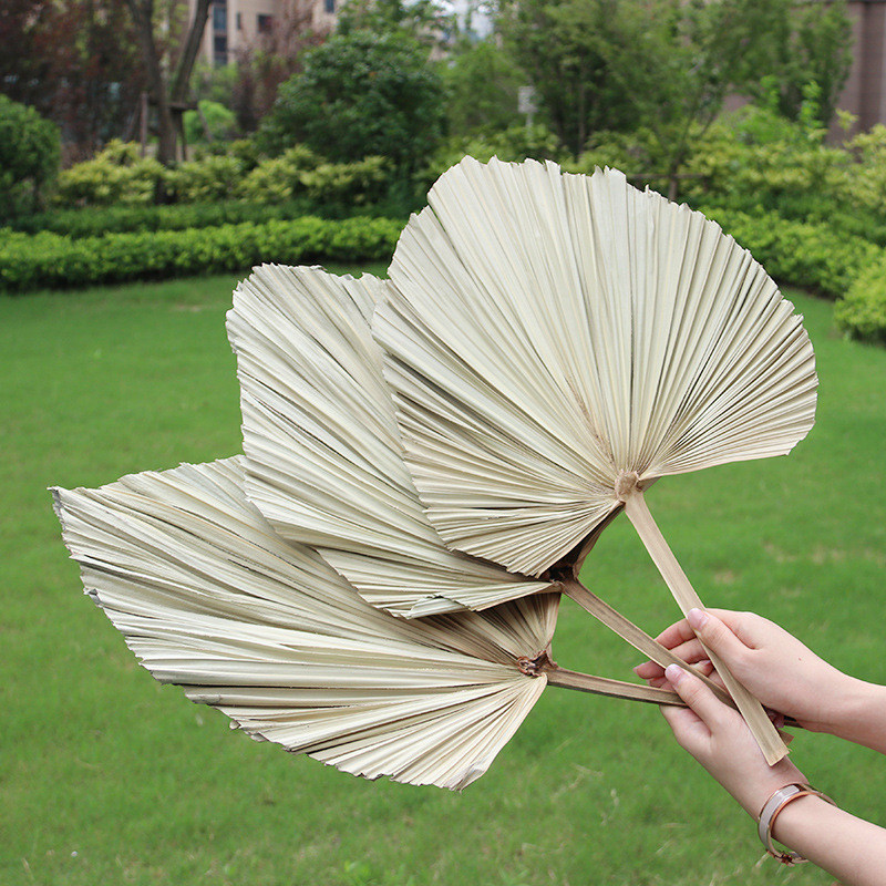cattail leaf dried flower palm leaf fan leaf iron leaf dried flower wedding scene layout floral wall dried heart-shaped fan leaf cattail leaf dried flower palm leaf fan leaf iron leaf dried flower wedding scene layout floral wall dried heart-shaped fan leaf