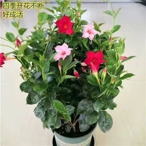 Wanli ароматные саженцы цветов в горшках, четырехсезонные цветущие вьющиеся растения, красные двойные саженцы цветов счастья, цветы для балкона и двора