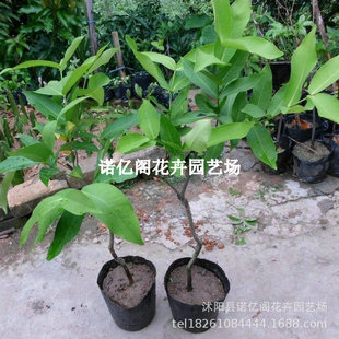 Wholesale Lotus Mist Fruit Seedlings Grafted Seedlings Black Diamond Big Leaf Red Lotus Mist Saplings Potted Ground Planting Courtyard Planting Fruit Saplings