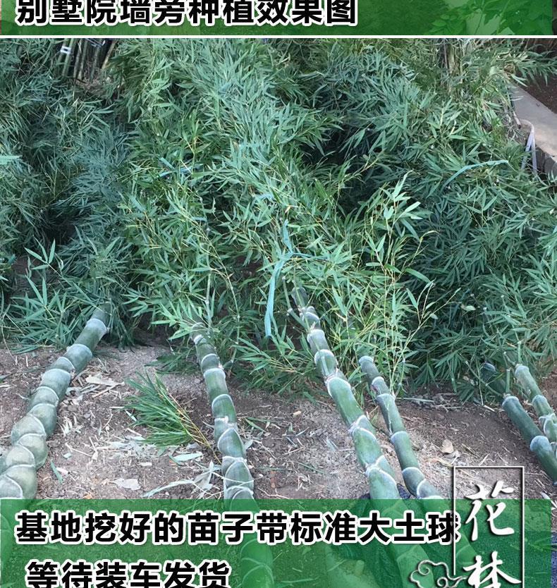 一件代发龟甲竹苗龙鳞竹人面竹佛面竹庭院别墅大型高档观赏竹子苗-阿里巴巴