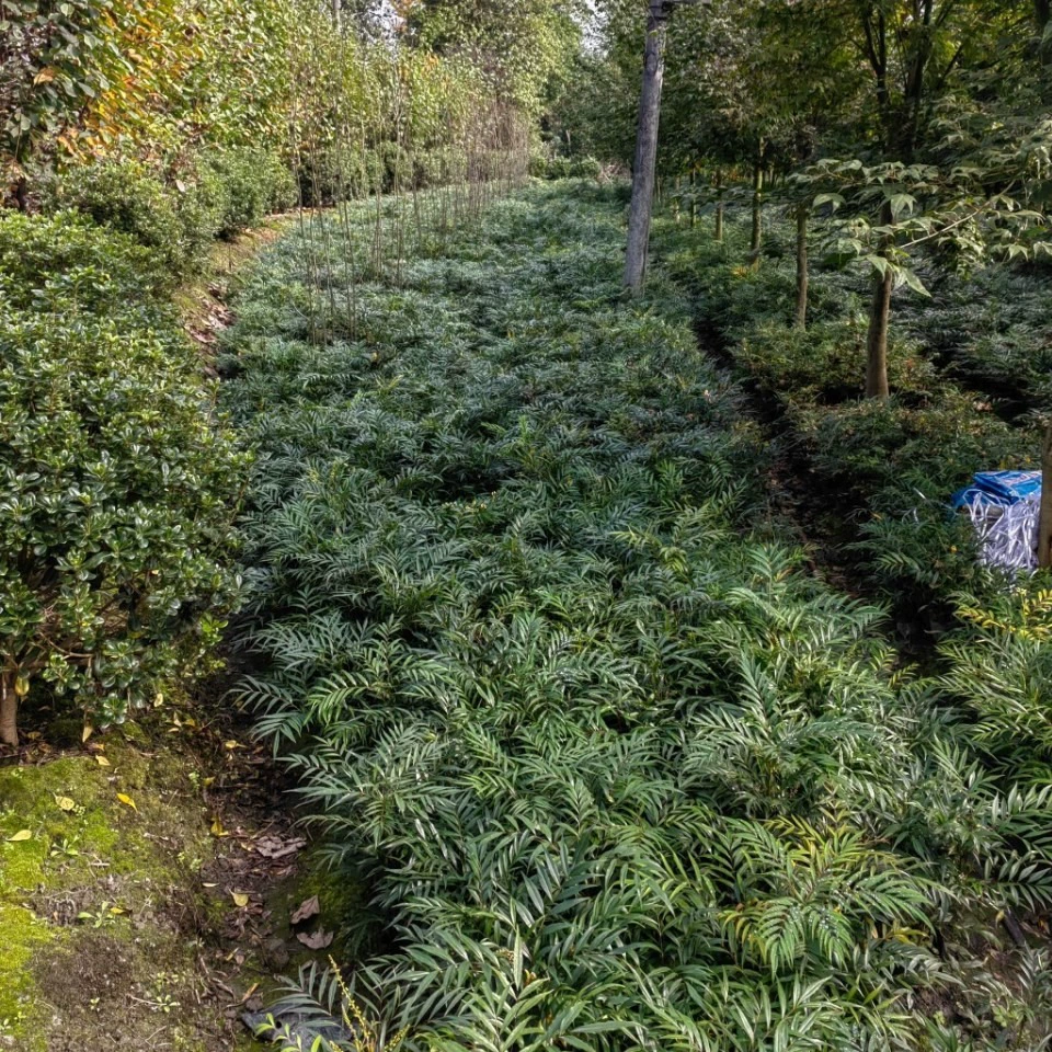 Топ десять Merit 苗木 10-30cm оптовая продажа ландшафтного озеленения растений