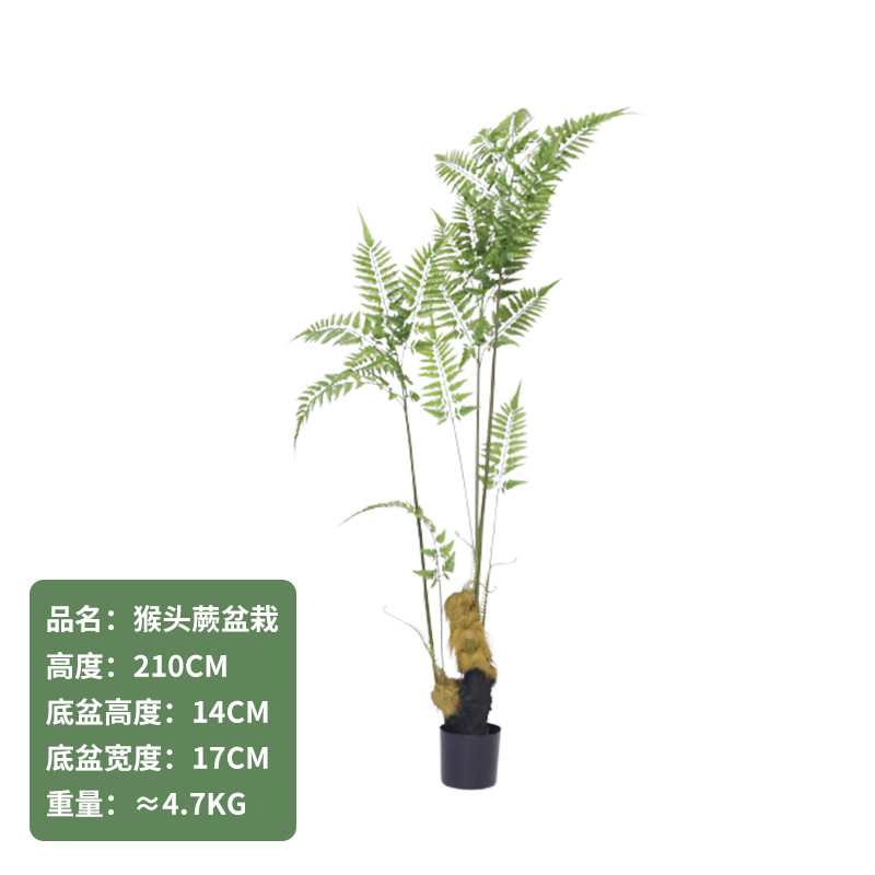 Cabeza de mono Helecho 210CM (con base negra)