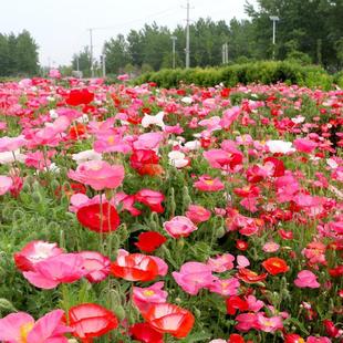 Cold-Resistant and Shade-Tolerant Spring and Autumn Flower Seeds, Landscape Flower Sea, Easy to Grow in All Seasons, Outdoor Florals, Iceland Poppy Seeds