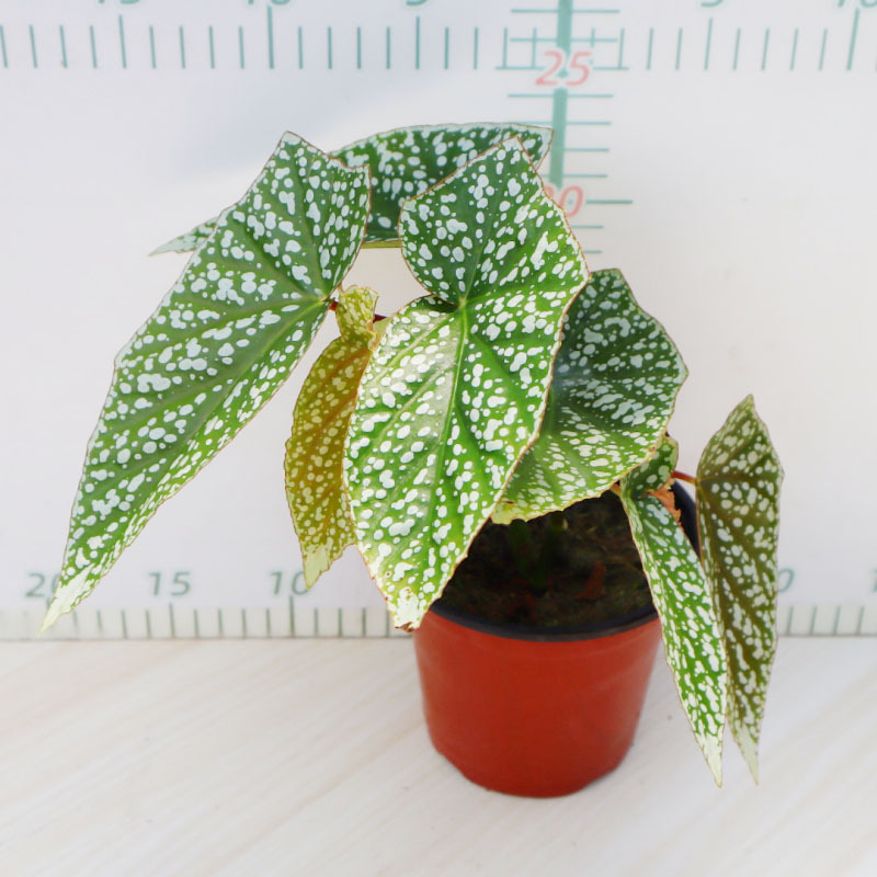 Gunung Fuji Begonia 120 #