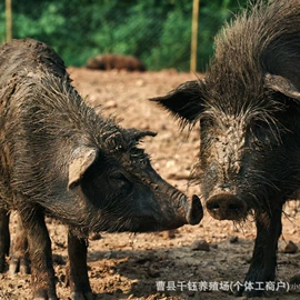 鲜/活禽类;特种珍禽;招财摆件