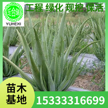 ���l�J�CС�����Ԏ������J�C���ϱ����Nֲ�ͺ��҃���Gֲ���Nֲ��